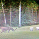 Illustration for article titled Cougars Will Repopulate American Midwest In Next 25 Years